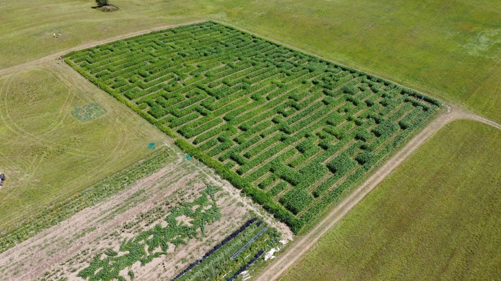 Labyrinthe-Topher